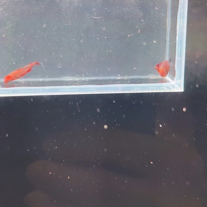 灯科鱼24号3个潘旗