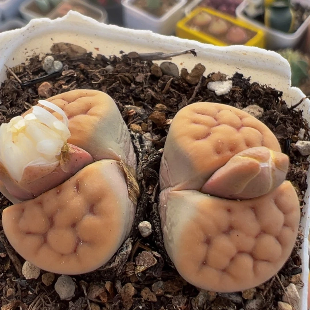 90多肉植物百科植物