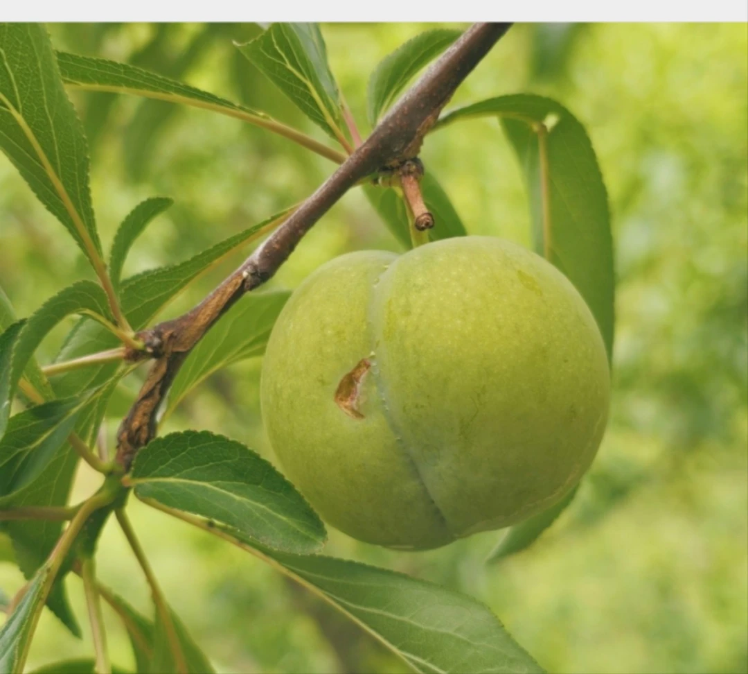 贵州蜂糖李当季新鲜脱骨脆甜3/5斤包邮（冰雹果）