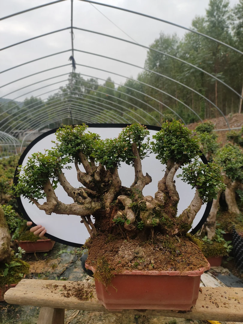 小叶红芽赤楠老桩盆景适合庭院阳台