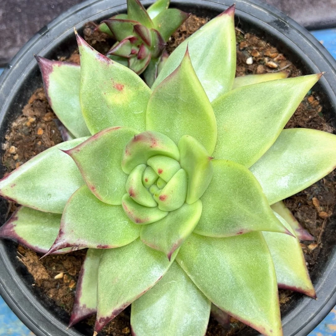 白***白多肉植物，多肉植物