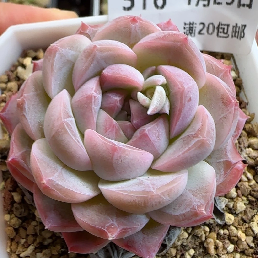 花语逸镜0125-516