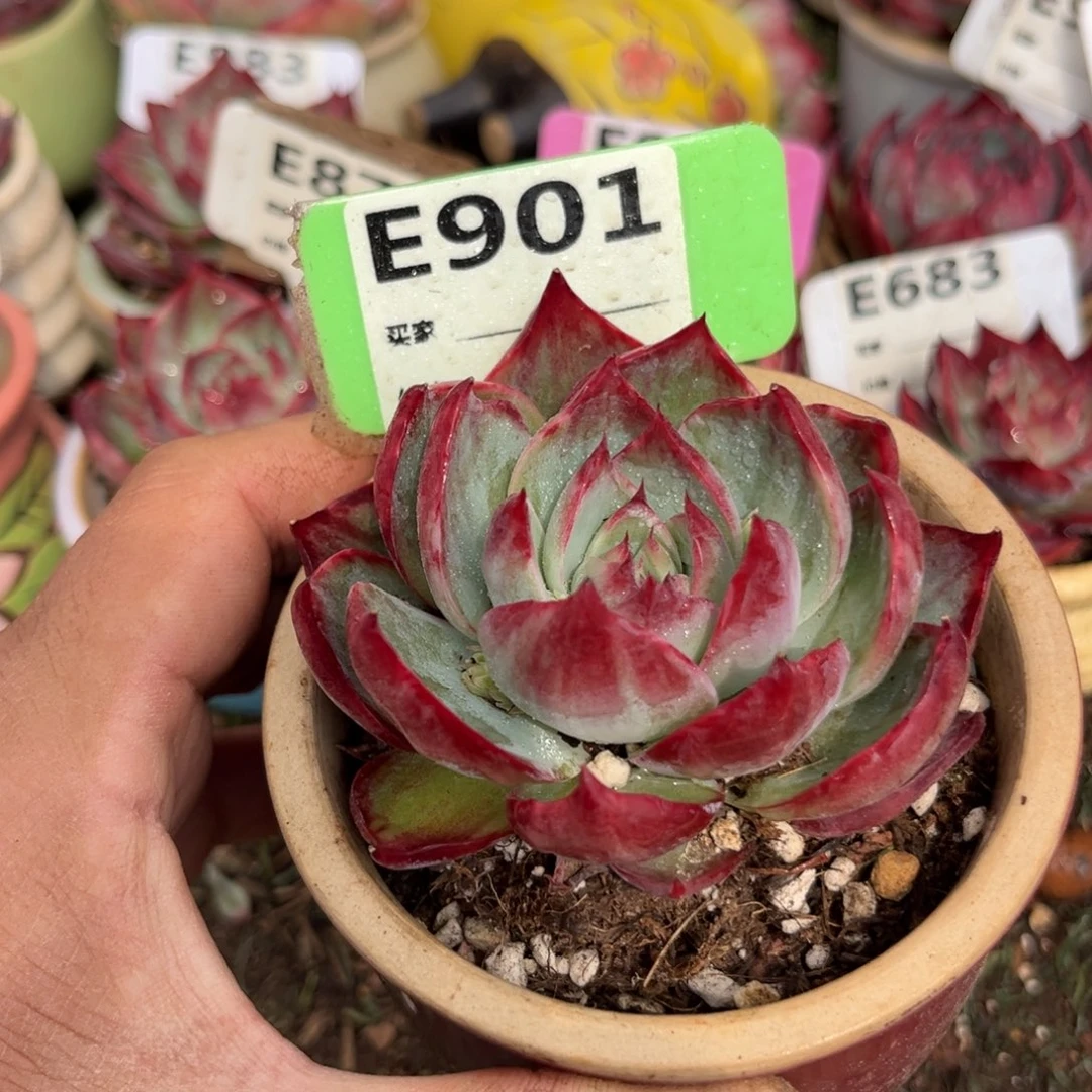 惊鸿一瞥901号多肉