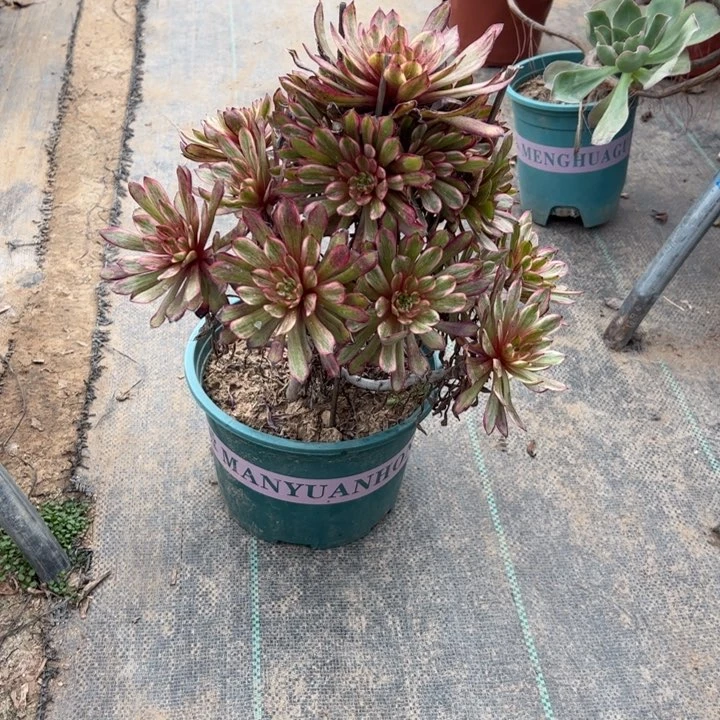 89紫霞仙子多肉多肉