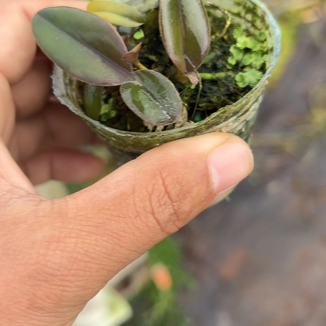 完全开放舒罗卡特兰