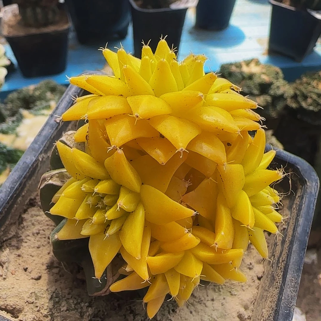 帝冠锦群头889仙人球