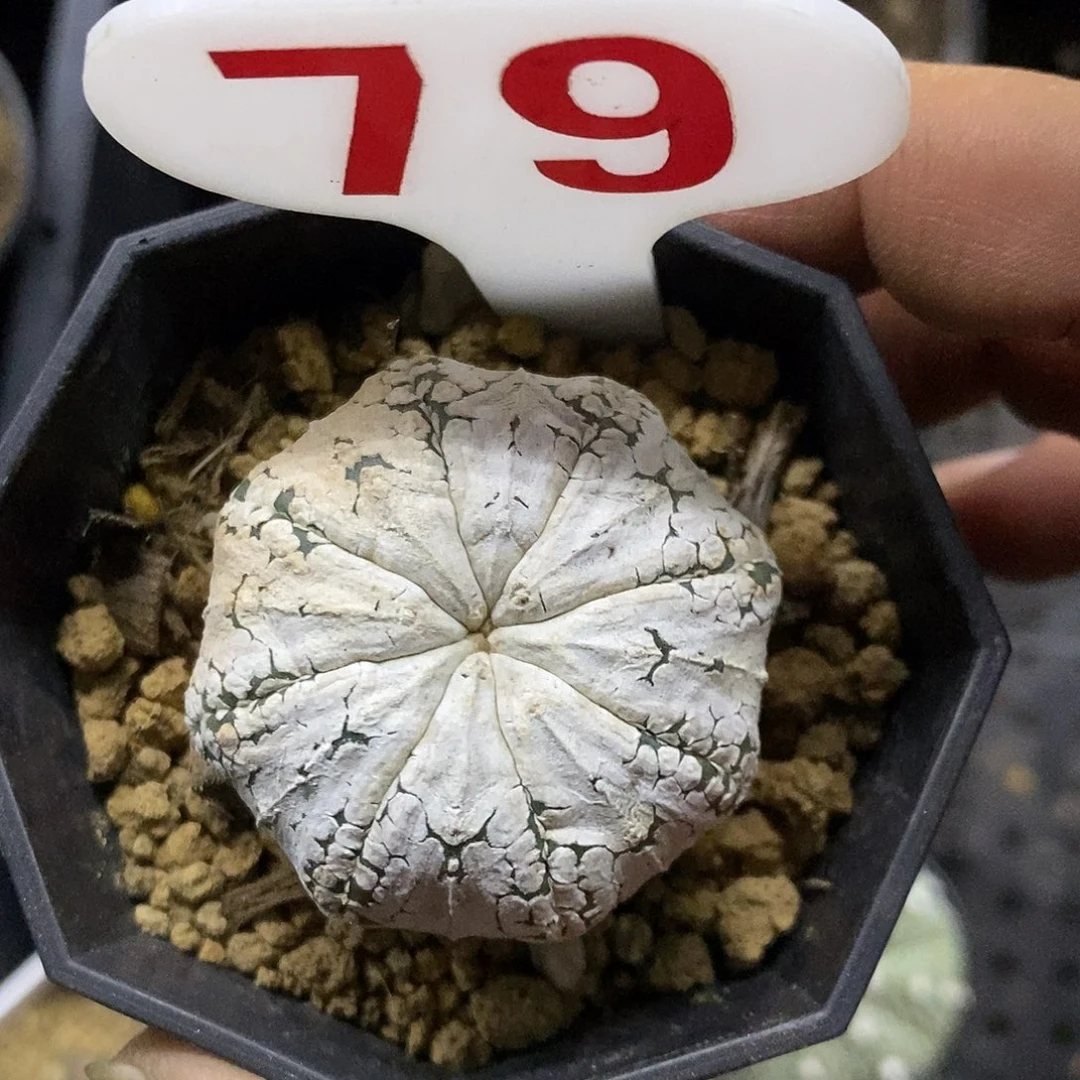 79福利特价啦处理特价