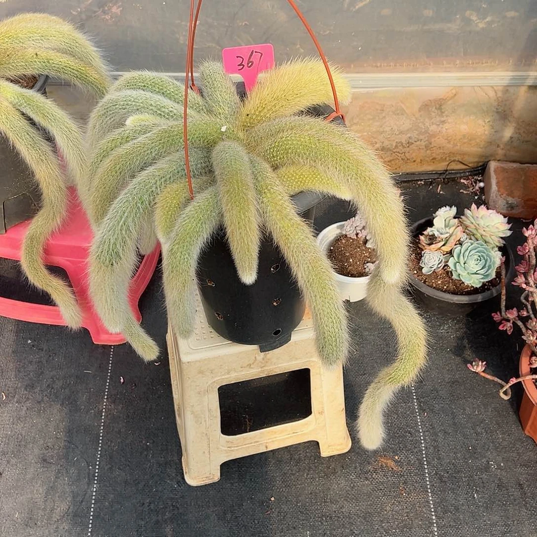 肉****)367九尾狐多肉植物