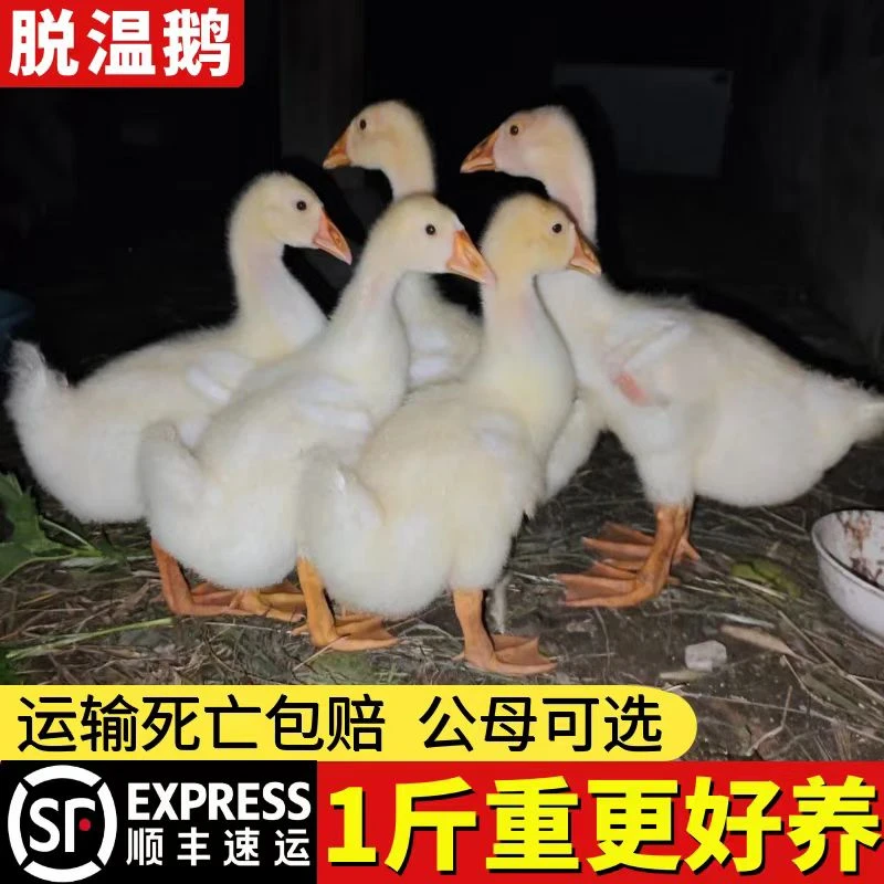 白/鹅   1/斤脱/温/鹅   宠物鸭鹅     【顺丰包邮  包活到家】