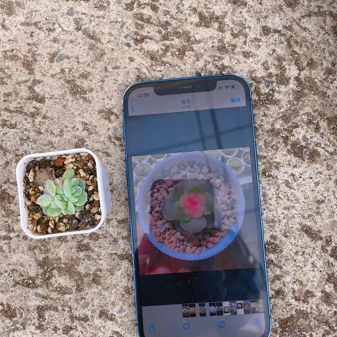 花*猫瑶兔盆一个满25包邮