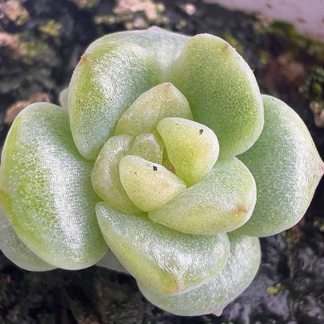 风花雪月。开播福利。