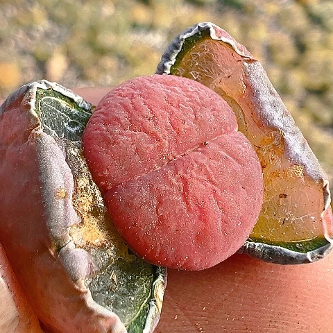 【闪购商品】25585