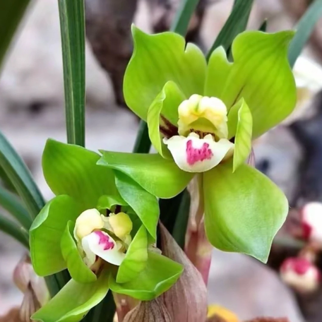 【天姿国色】浓香型室内带花苞发货各种名贵春兰系列矮种精品荷瓣
