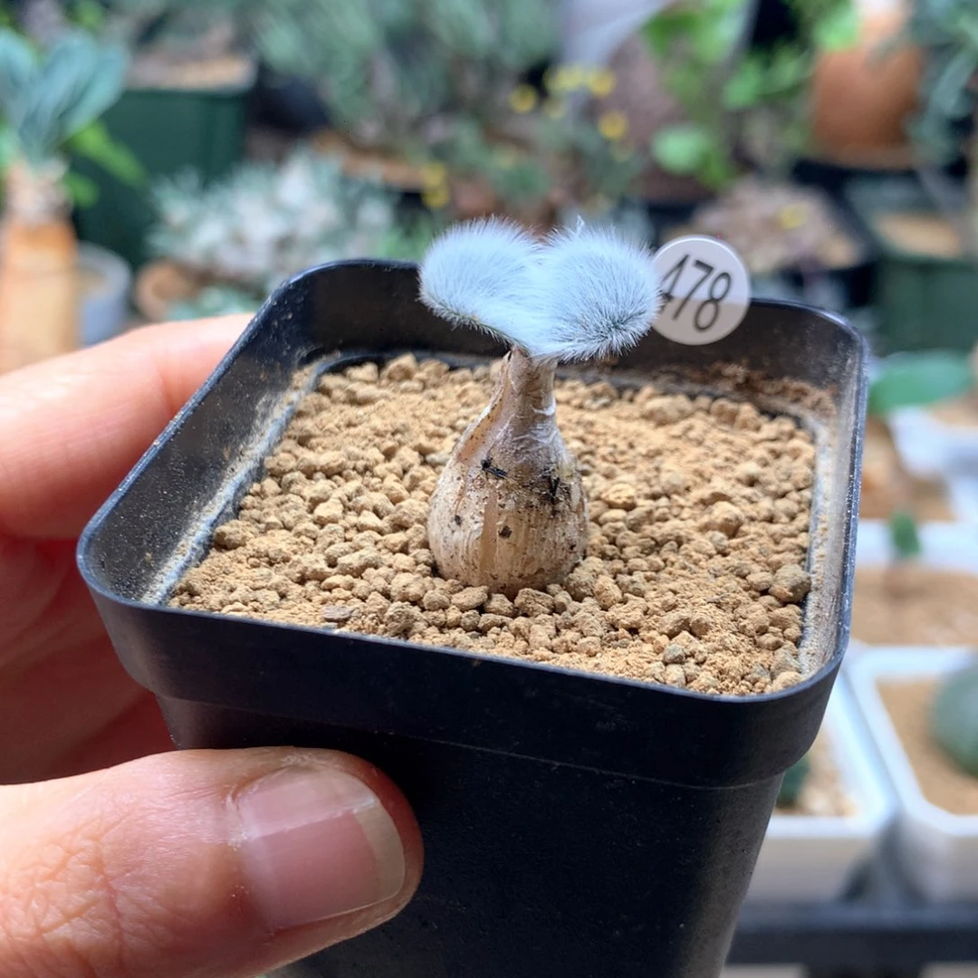 毛叶石蒜带盆母本478