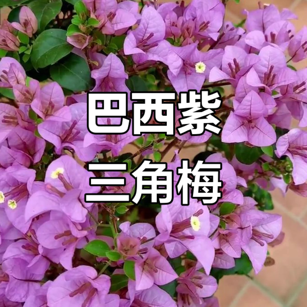 巴西紫原生老桩三角梅