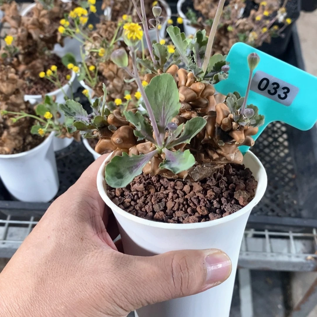 蛮鬼塔厚炖菊多肉植物