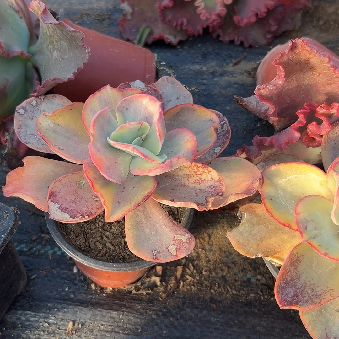 多肉植物多肉植物