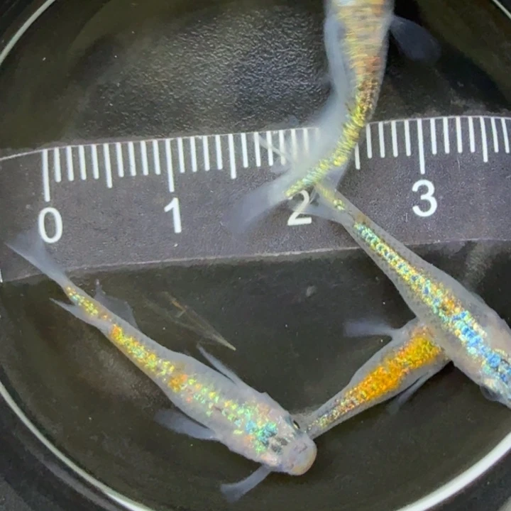 青鳉鱼克拉斯12号