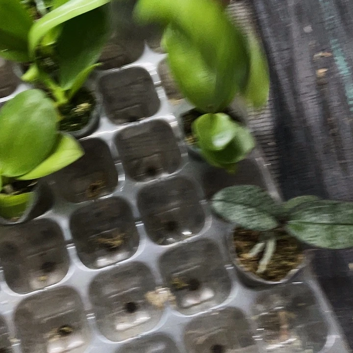 当前无花栽培后可以开花黑鹰1.7