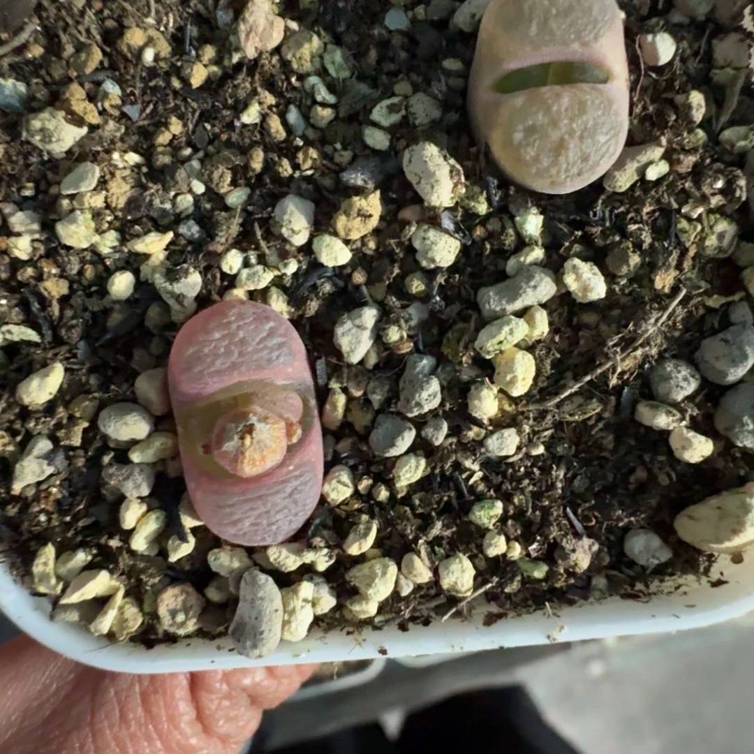 K****.3083。 风铃两颗。带盆土