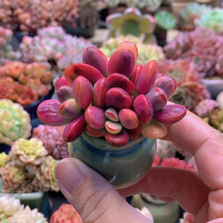 一物一拍含盆土满38包邮D439