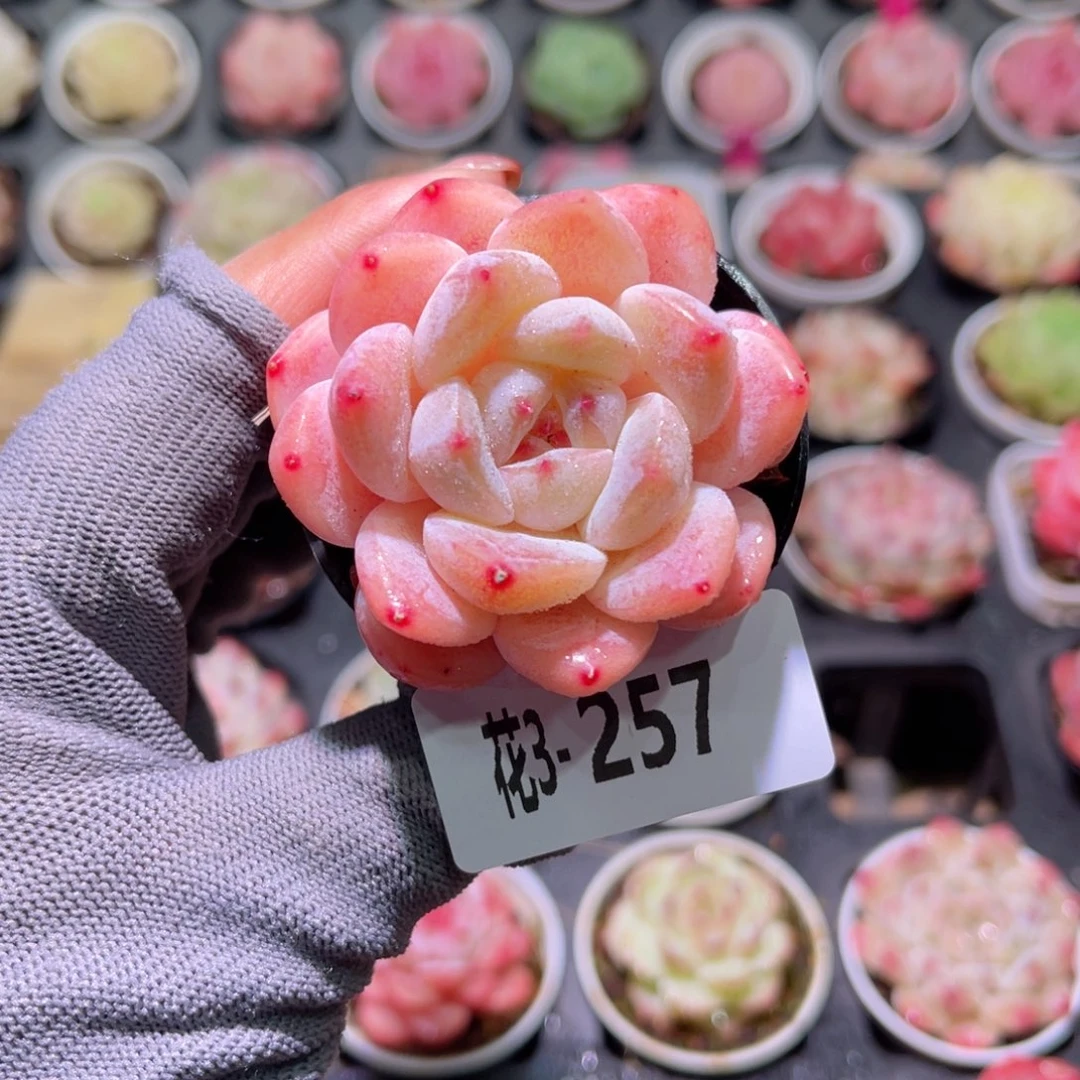 花03-257冰娃娃单头