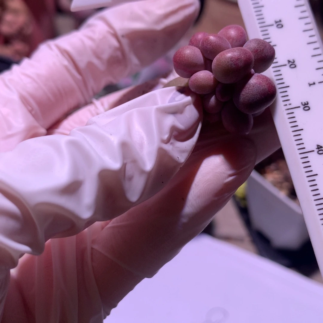 糖果奶酪多肉群生