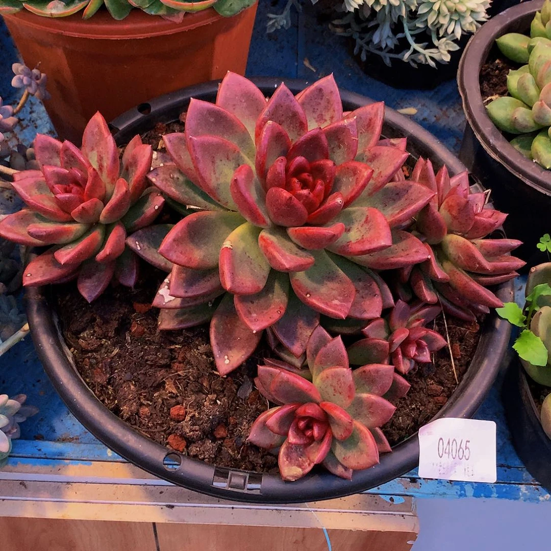 雨***漫    丰沛玫瑰多肉04065