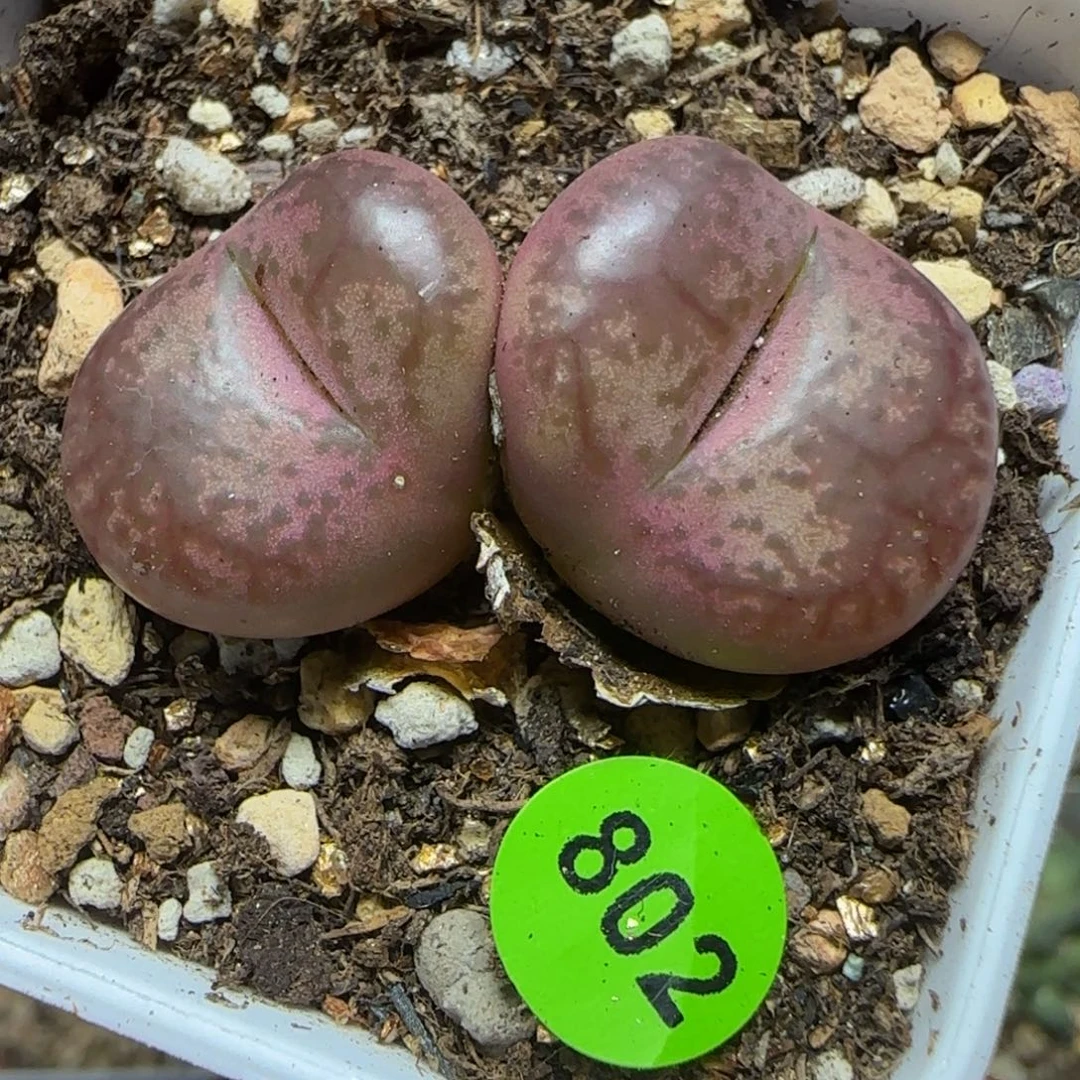 杂交漂亮多肉植物802