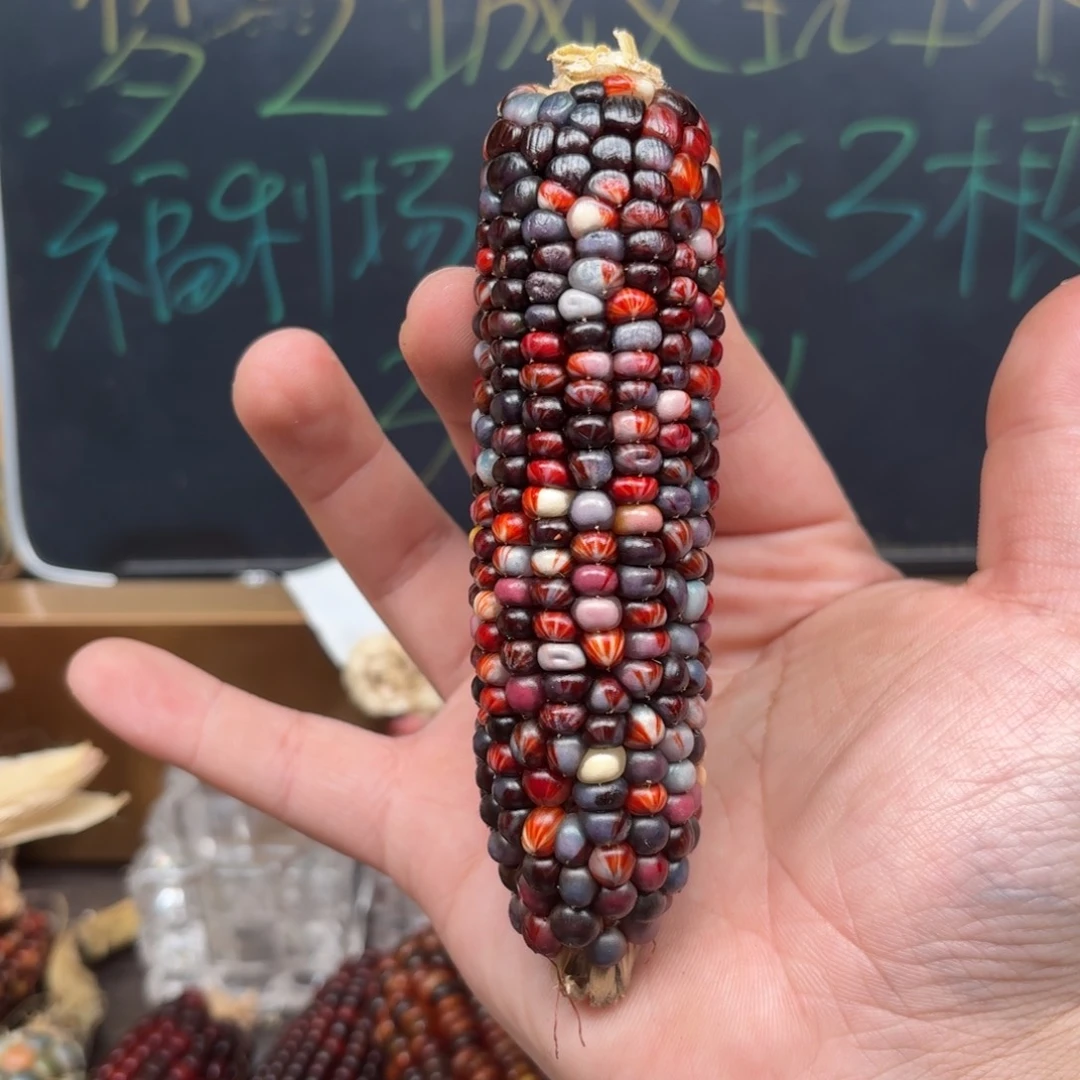 柏香籽/百香籽吊坠风*