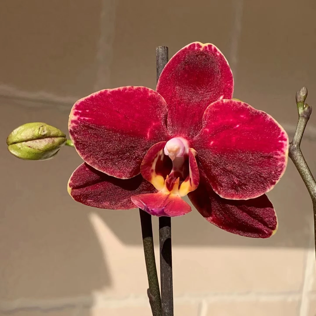 和成花卉【突尼斯】安祖原杯 带花发货