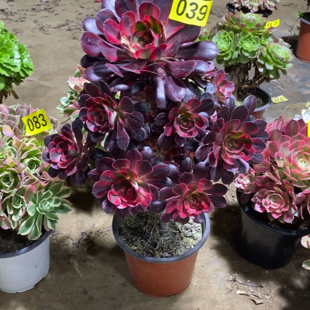 香奈多肉法师红色039