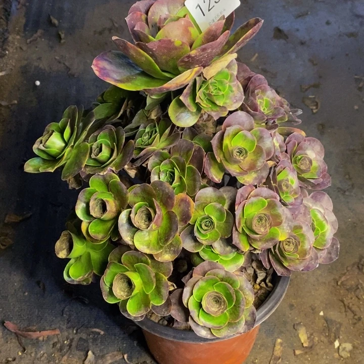 魅金多肉断头不包1233