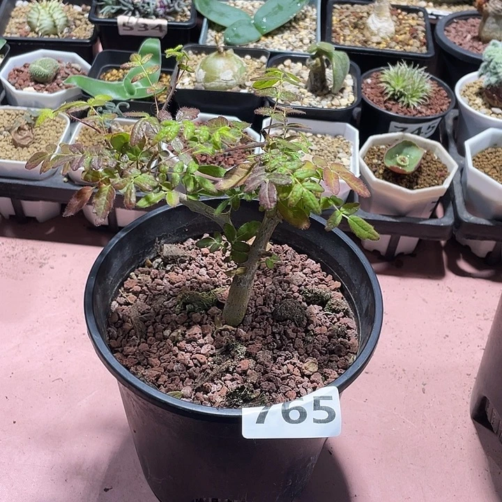 765滔天没药橄榄，
