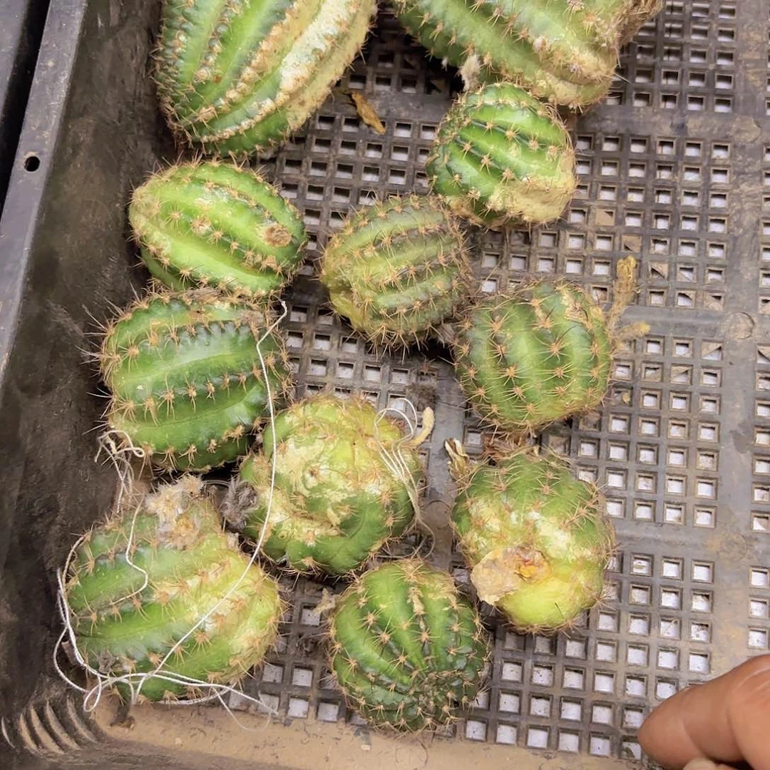 丽花炫丽瑕疵无根侧牙20包邮