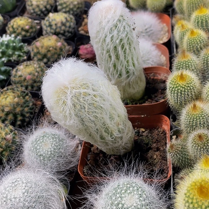 老头乐仙人球带盆土发