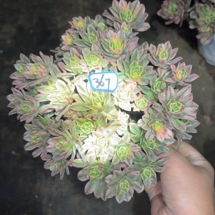 一物一拍甜茶367