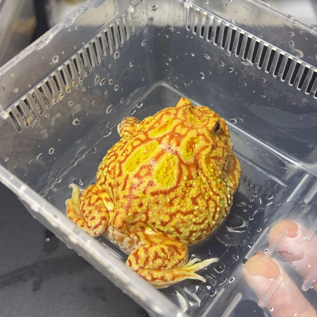 角蛙血丝南瓜8/9cm
