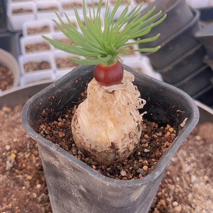 GN弹簧草，有点扁特价