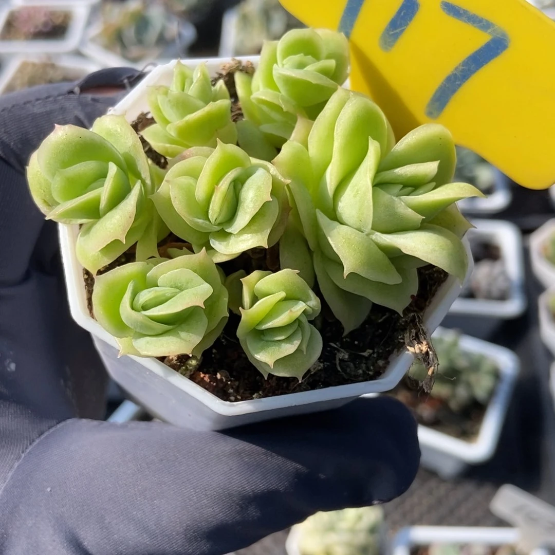 917冰玫瑰锦多肉植物保护