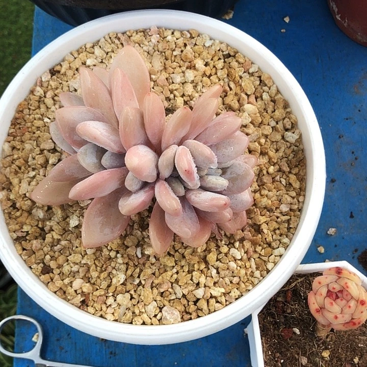 粉兔缀化多肉植物