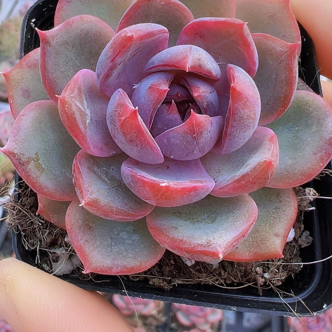 蓝莓19包邮多肉植物