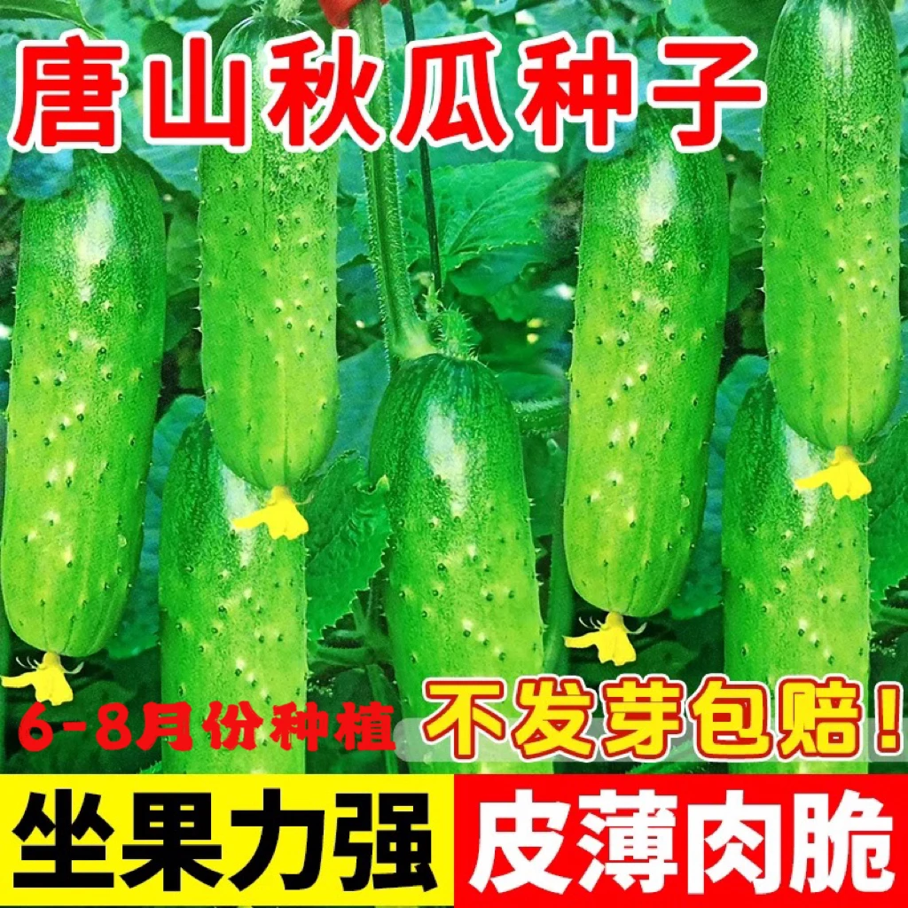 【唐山秋瓜黄瓜种子】黄瓜种子唐山秋瓜籽阳台秋黄瓜蔬菜种子