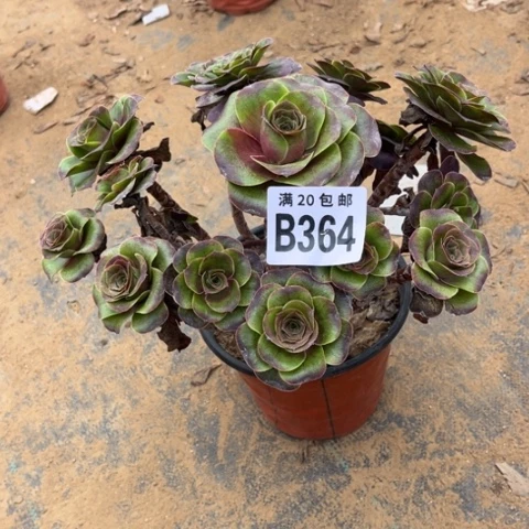 364枚金玫瑰不包断枝