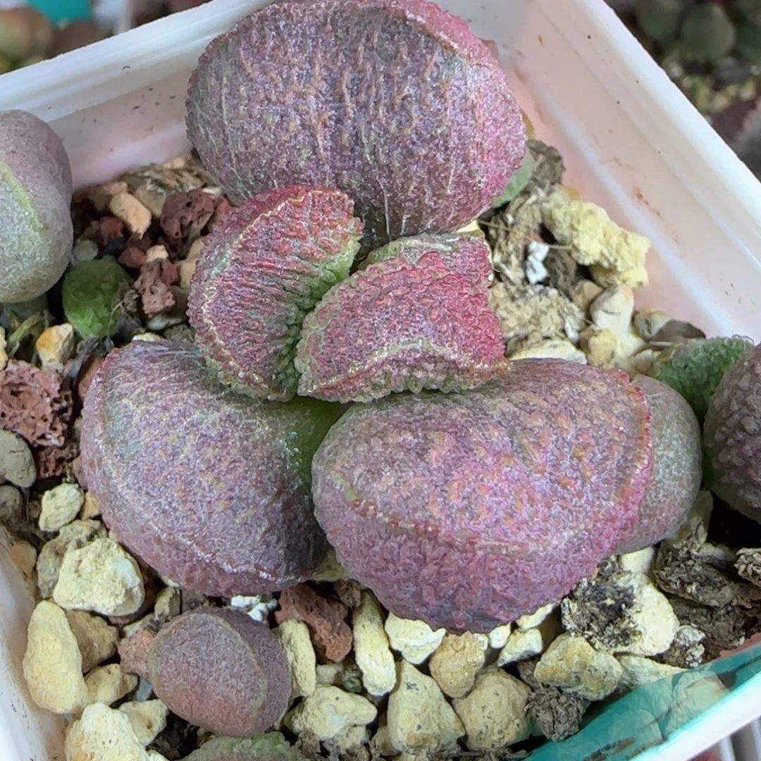 无花朵实生编号002母本