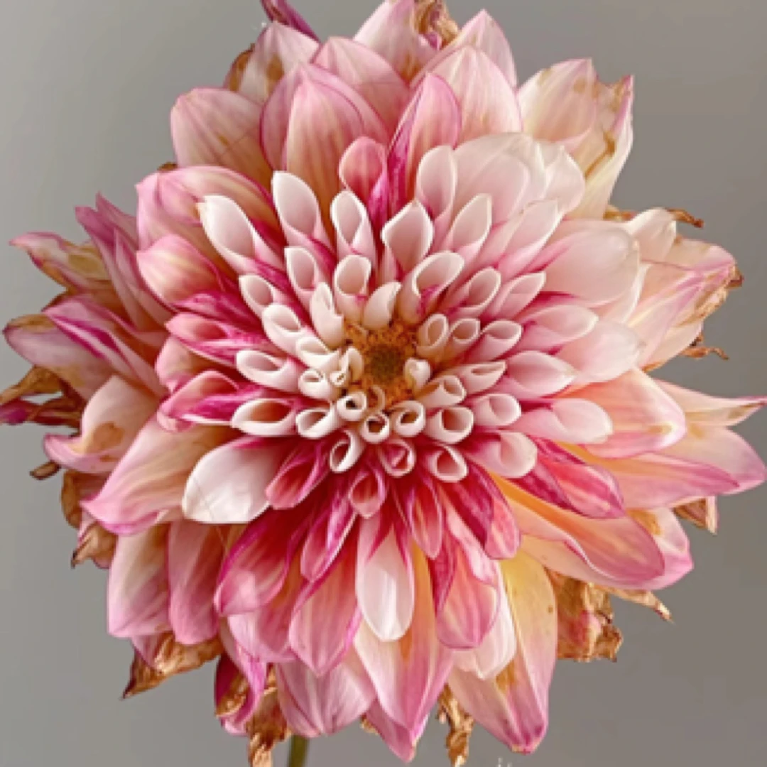 百色【福布基】大丽花大花重瓣多色型进口整坨球