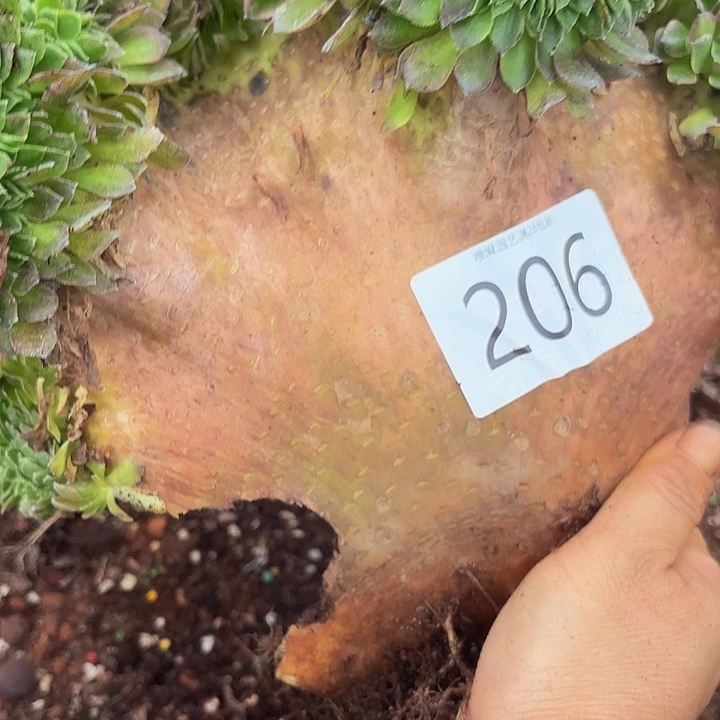 多肉植物福利来206号