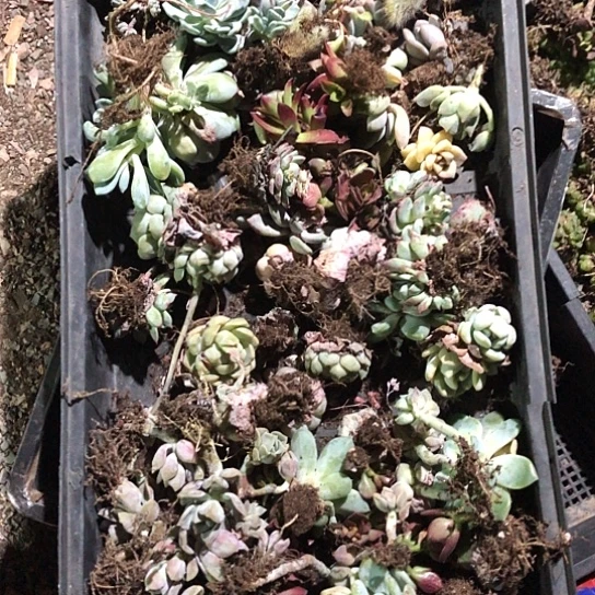 1单45颗左右，大概10个品种