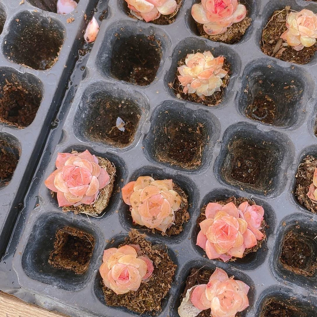 粉幽兰穴一个满25包邮