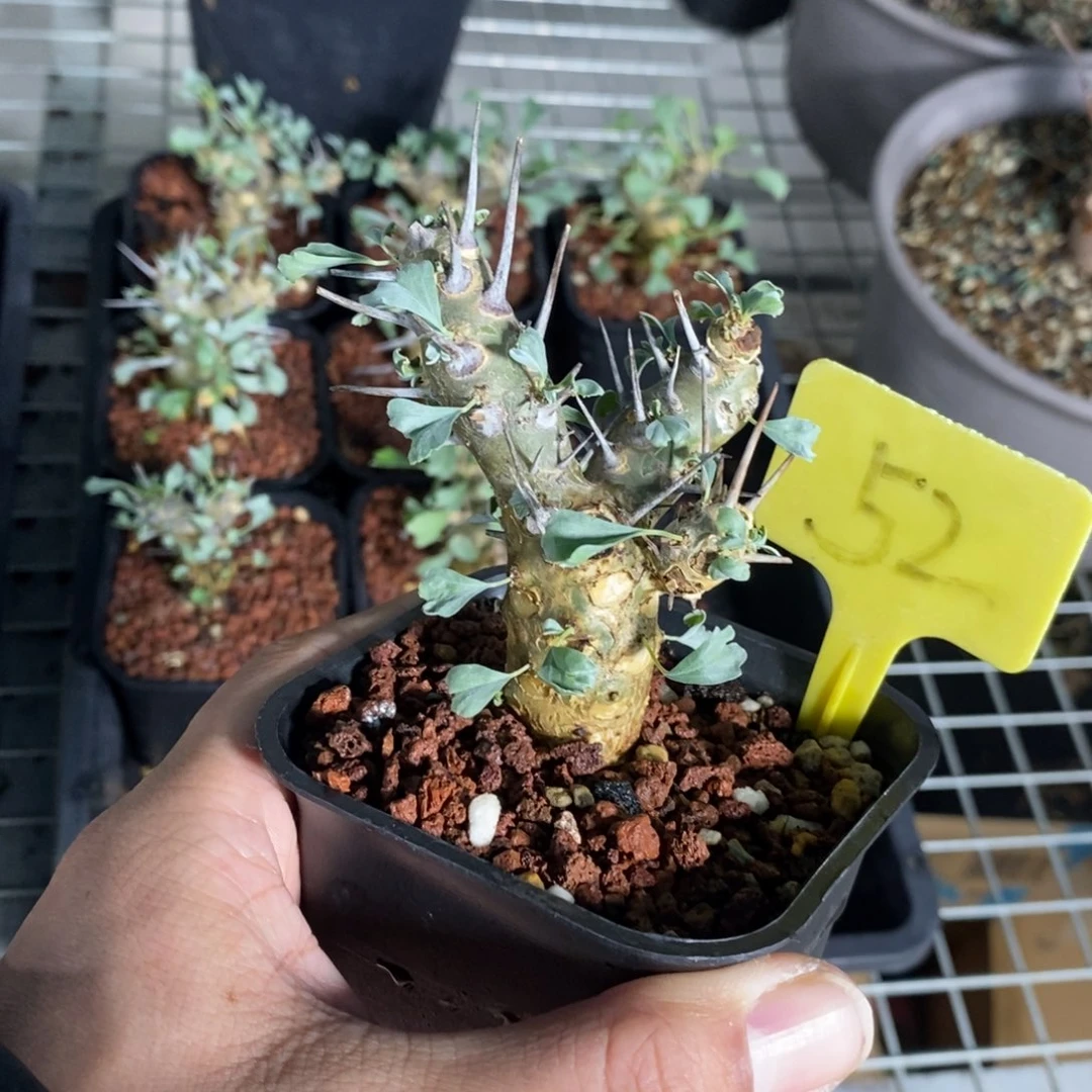 产地格斯龙骨奎一个